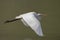 flying Egret