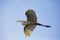 A flying egret