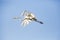 A flying egret