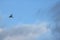 FLYING EGRET AGAINST BLUE SKY