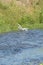 Flying egrets above a river