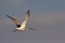 Flying Eurasian Curlew