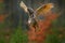 Flying Eurasian Eagle Owl, Bubo bubo, with open wings in forest habitat, orange autumn trees. Wildlife scene from nature forest, S