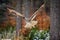 Flying Eurasian Eagle Owl in colorfull winter forest