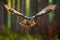 Flying Eurasian Eagle Owl with open wings, action wildlife scene from nature, Germany. Dark forest with bird. Owl in forest habita