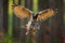 Flying Eurasian Eagle Owl with open wings, action wildlife scene from nature, Germany. Dark forest with bird. Owl in forest habita