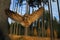 Flying Eurasian Eagle Owl with open wings in forest habitat, wide angle lens photo