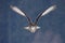 Flying Eurasian Eagle owl with open wings with snow flake in snowy forest during cold winter. Action wildlife scene from nature. B