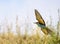 Flying European bee-eater. with a catch, Merops apiaster