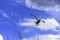 Flying European herring gull in British park - Chichester, West Sussex, UK