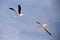 Flying European Herring Gulls, Larus argentatus