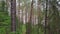 Flying Through Evergreen Coniferous Pine Forest. Aerial View