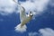 Flying Fairy Tern Bird