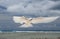 Flying Fairy Tern Bird