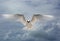 Flying Fairy Tern Bird