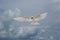 Flying Fairy Tern Bird