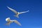 Flying Fairy Tern Birds