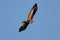 Flying falcon