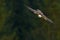 Flying falcon with forest in the background. Lanner Falcon, bird of prey, animal in the nature habitat, Poland. Bird in the flight