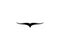 Flying falcon logo template. Eagle silhouette vector design