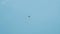 Flying falcon in sky. Action. Bottom view of beautifully soaring falcon in sky. Beautiful eagle flies on background of