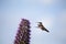 A flying and feeding hummingbird