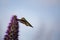 A flying and feeding hummingbird