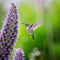 A flying and feeding hummingbird