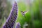 A flying and feeding hummingbird