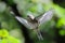 Flying female Chaffinch in autumn