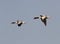 Flying the female and the female Common Shelduck.