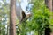 Flying female Pied Flycatcher