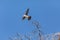 Flying female Southeastern American Kestrel falco sparverius paulus, with wings spread