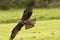 Flying Ferruginous Falcon