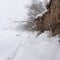 Flying flakes of snow cover the tracks along the cliff with protruding roots in a heavy snowstorm on the ice of the Siberian river