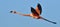 Flying flamingo