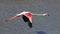 Flying flamingo close up, Camargue