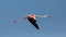 Flying flamingo close up, Camargue