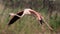 Flying flamingo close up, Camargue