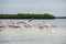 Flying flamingoes in mexican nature reserve