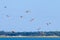 Flying flamingos in Estuario do Sado , Portugal