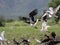 Flying flock of birds, Ethiopia