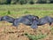 Flying flock of birds, Ethiopia