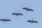 Flying flock of Common Crane Grus grus in flight blue skies, migration