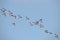 Flying flock of Eurasian oystercatchers Haematopus ostralegus aka the common pied oystercatcher, or palaearctic