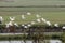 Flying flock of great egrets
