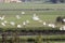 Flying flock of great egrets