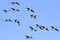 Flying Flock of Greater White-fronted Geese