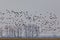 Flying flock Greylag goose, Hortobagy Hungary