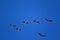 A flying flock of migratory geese on the blue sky background